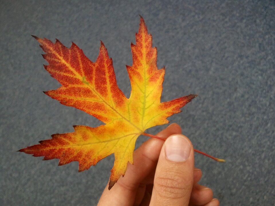 Yellow red orange