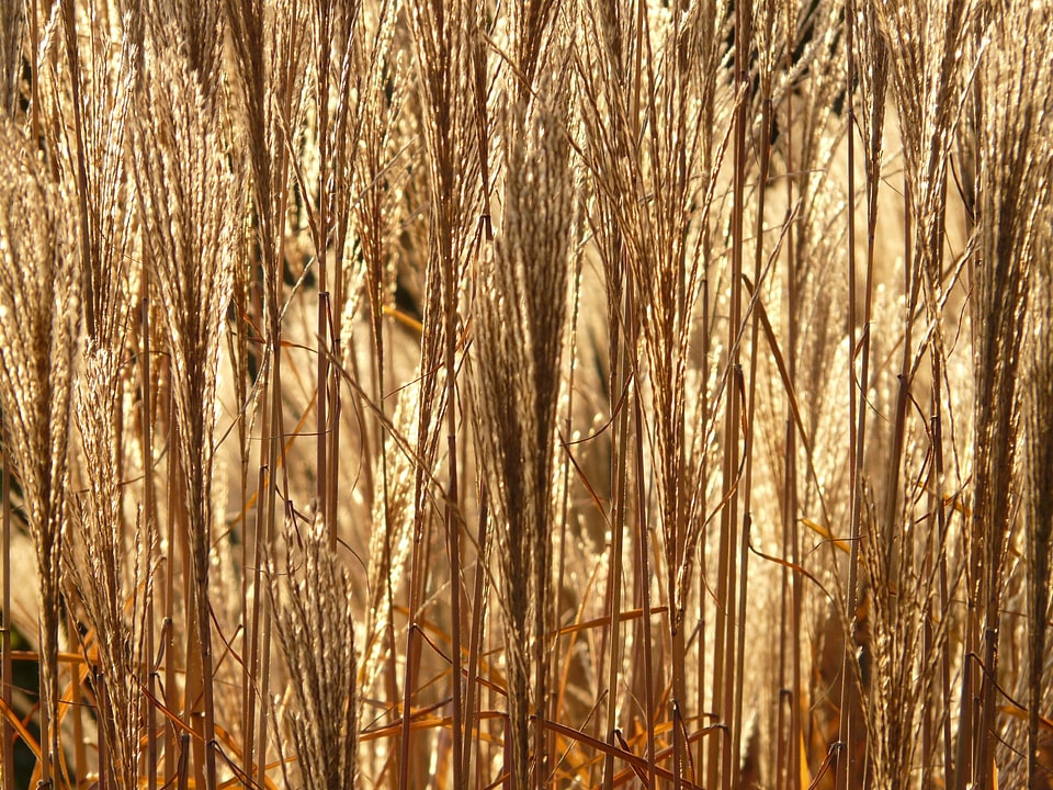 Licorice poaceae silver spring
