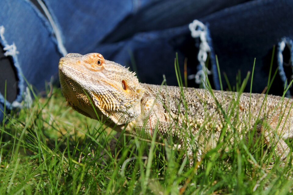 Animal pet wildlife