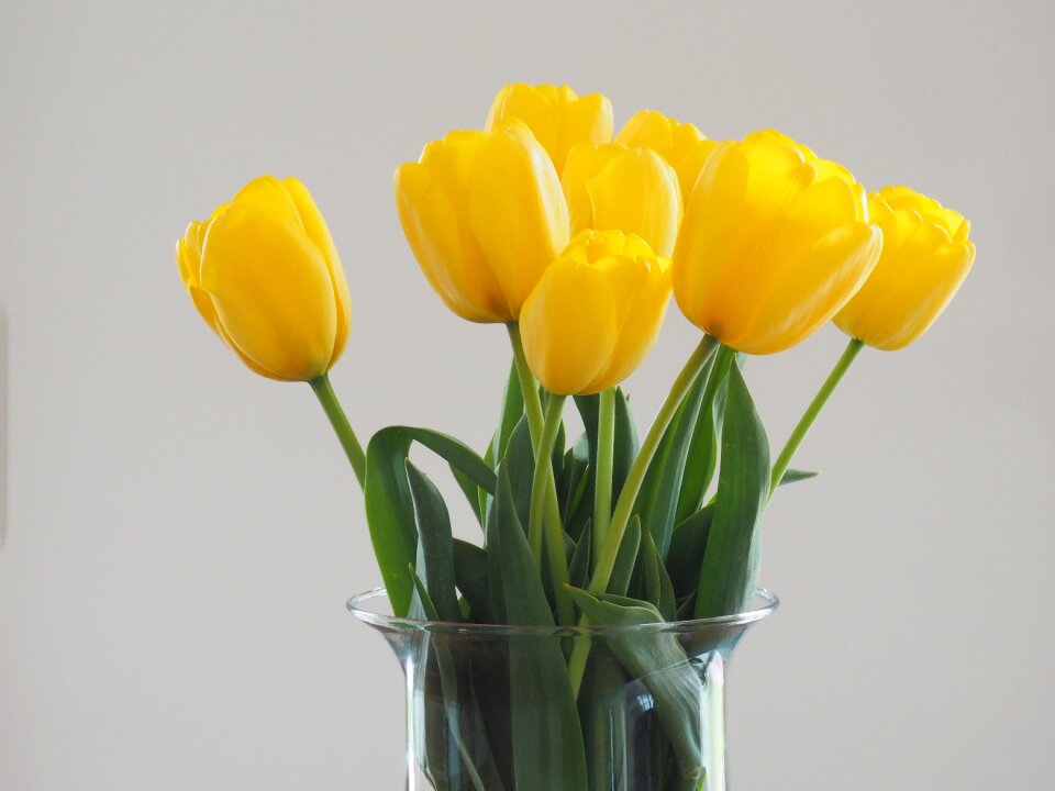 Yellow blossom bloom