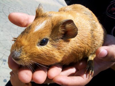 Guinea pig bunny indian