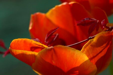 Maple spring flower
