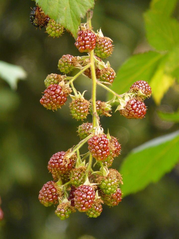 Fruits plant immature