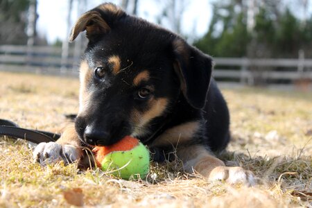 Pet animal adorable