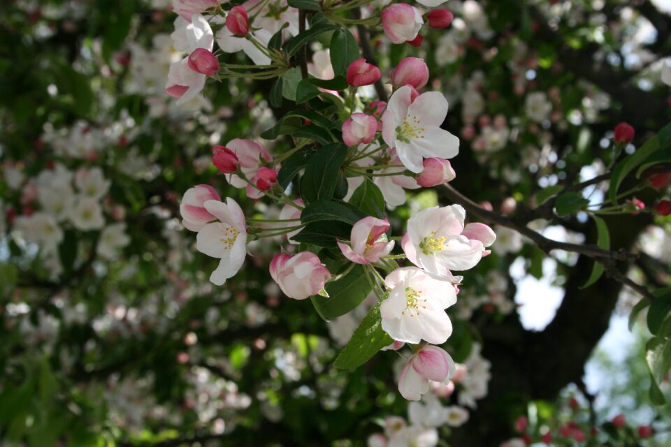 Bloom flower white