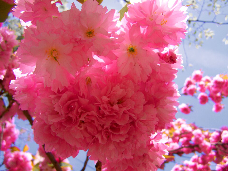 Japanese ornamental cherry tree pink inflorescences spring