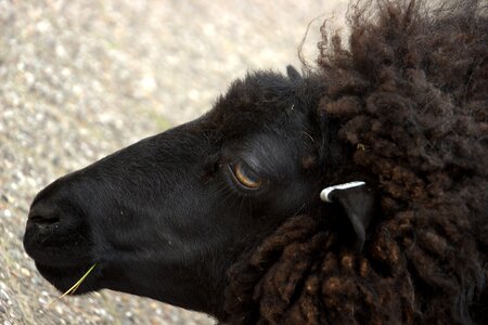 Black sheep eye countryside