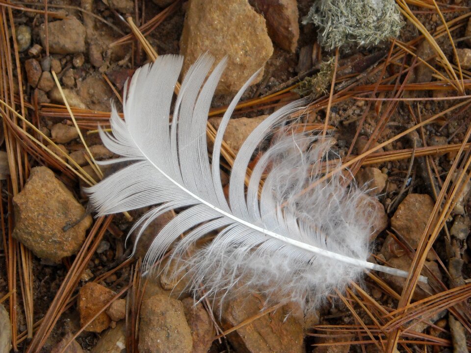 Wildlife nature white