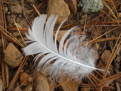 Wildlife nature white