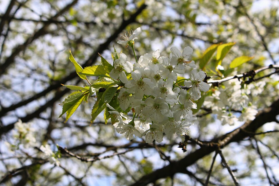 Flowers cherry blossoms flowering twig