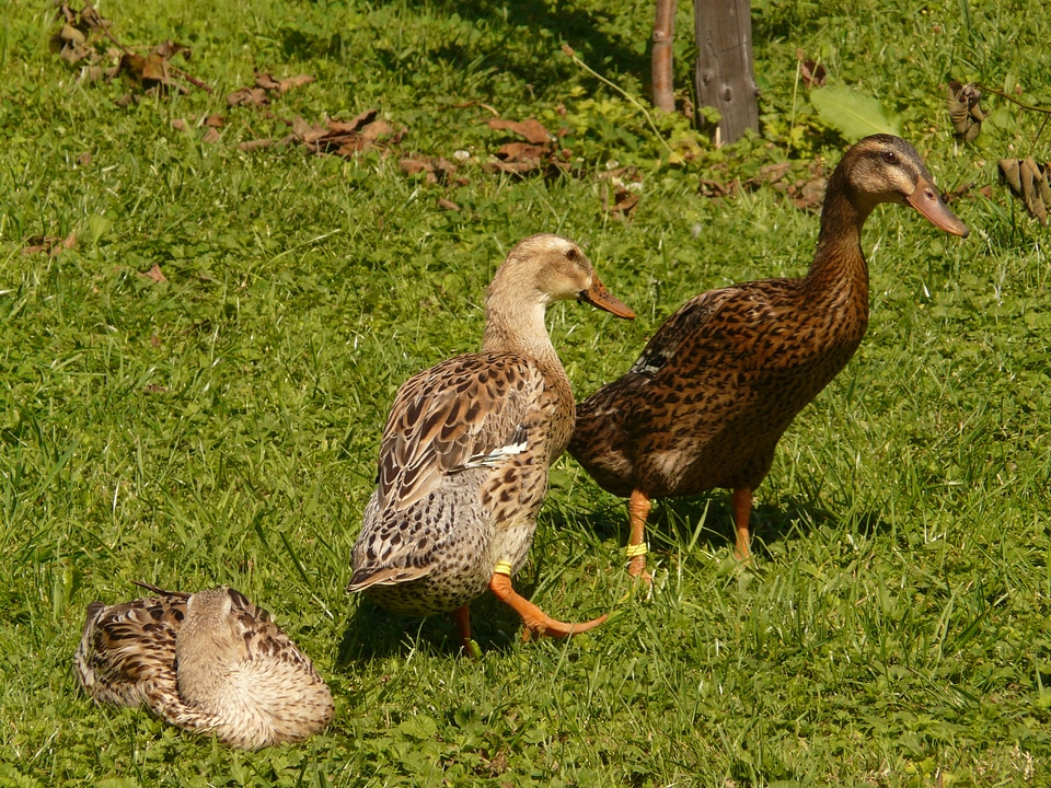 Bottle duck mallard anas platyrhynchos