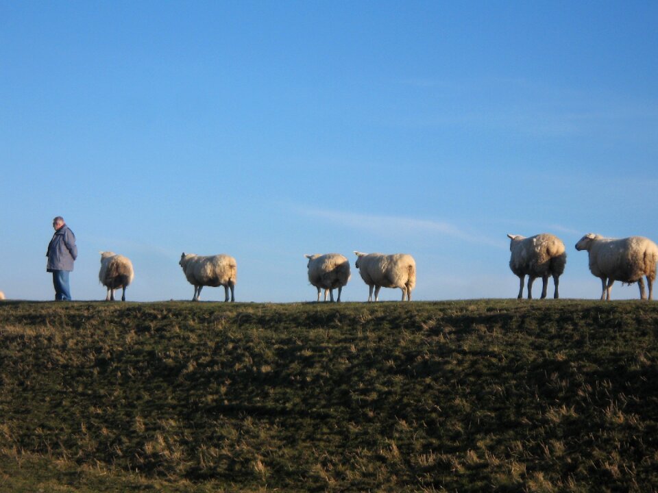 Bellwether sheep on dyke walk