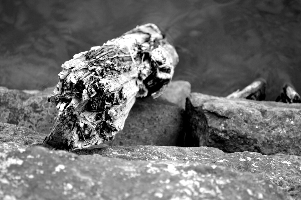 Port pier tree trunk