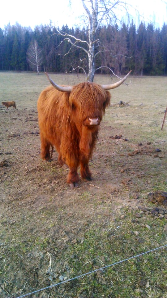 Fringe bison horn