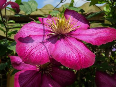Romantic blossom bloom