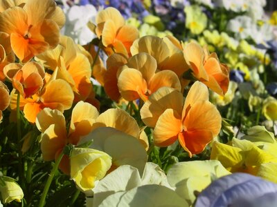 Colorful orange