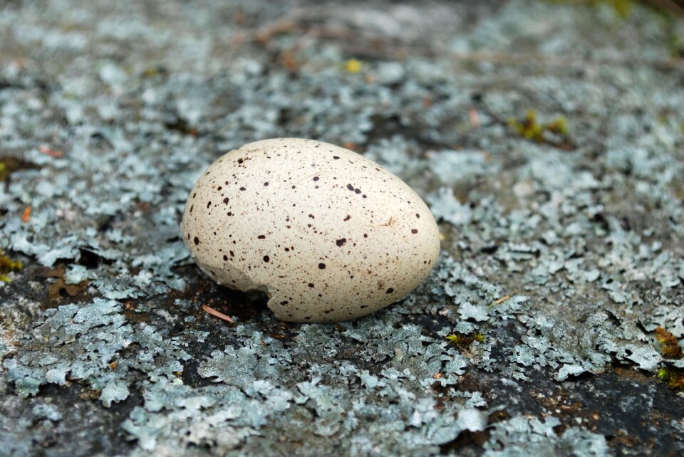 Bird eggs lav eggshell