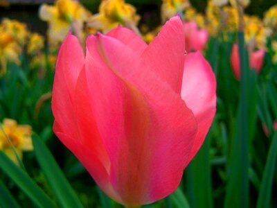Tulip spring flower garden photo