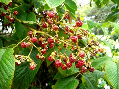 Red wild berries photo