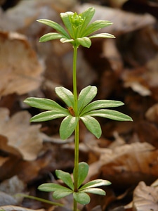 Green galium odoratum forest plant photo