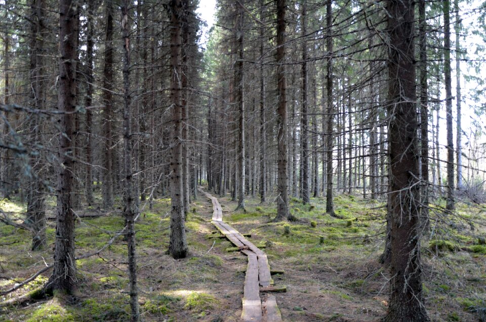 Spruce forest conifer six