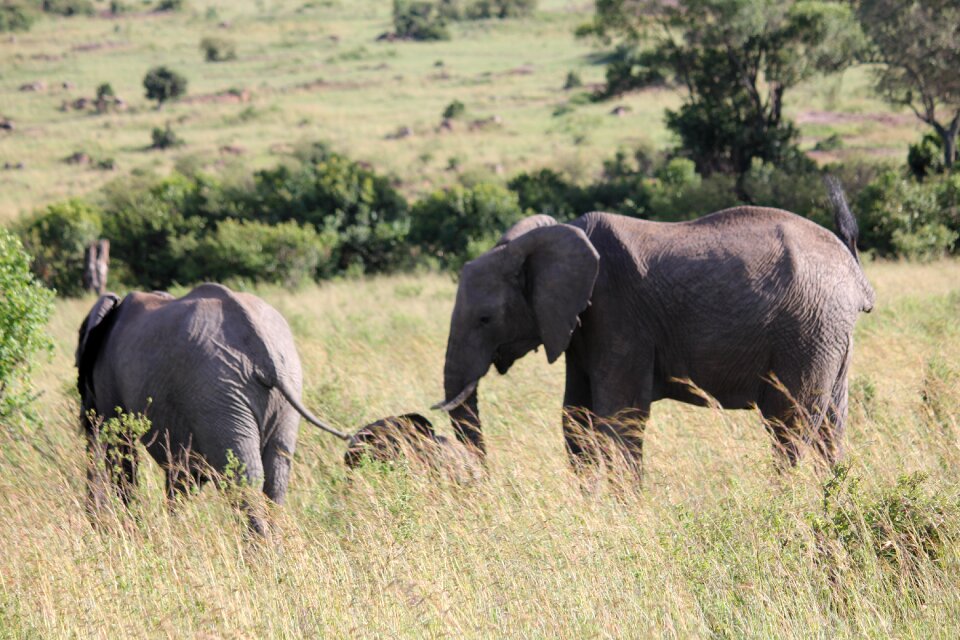 Elephant africa kenya