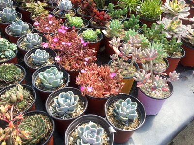A fleshy plant succulent fleshy in this