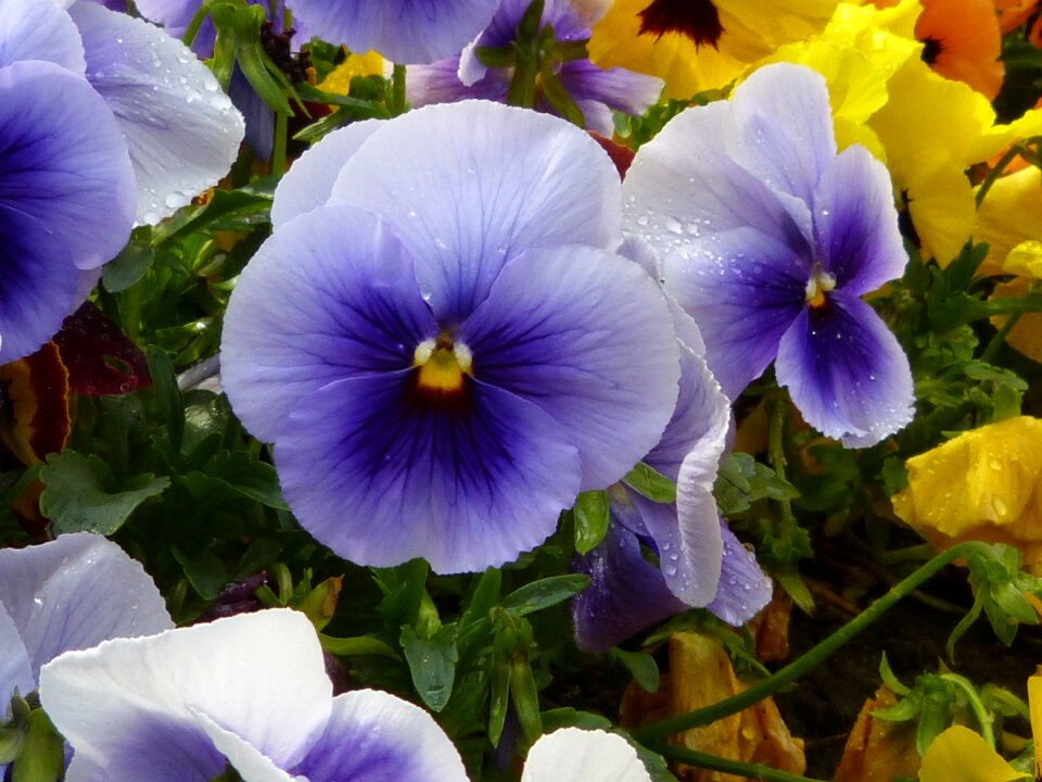Blossom bloom plant