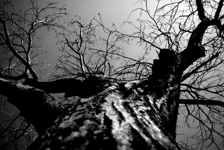 Tree nature black and white