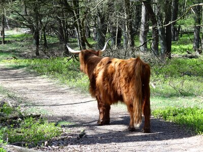 Nature cows oxen