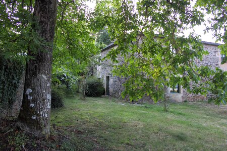 Landscape galicia tree