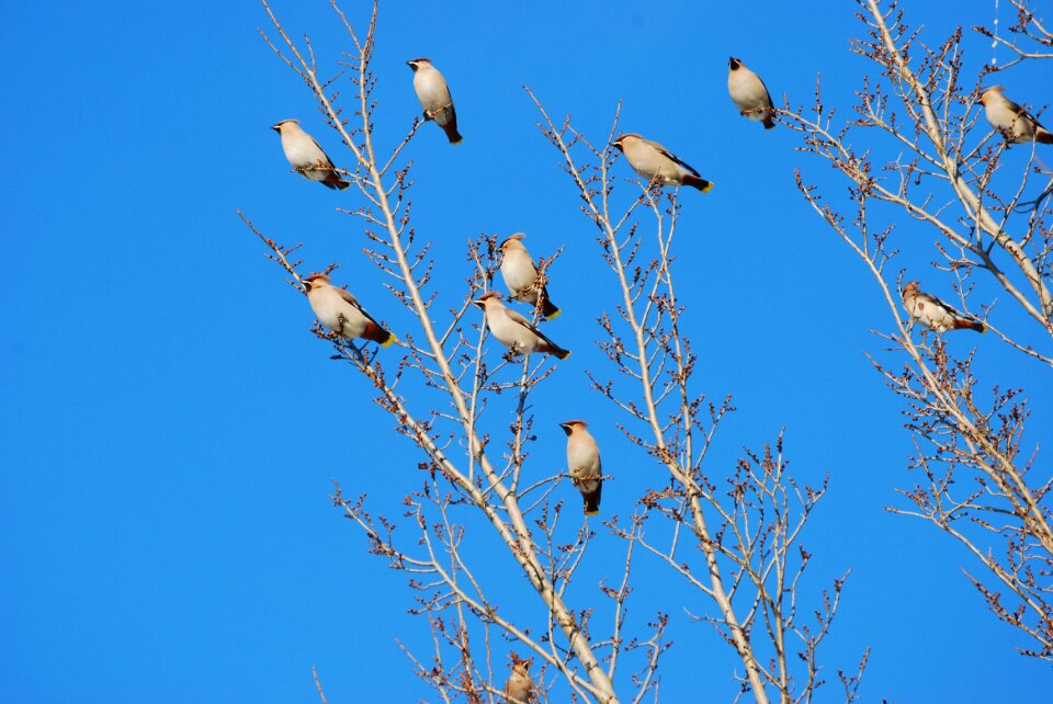 Songbird winter blue sky