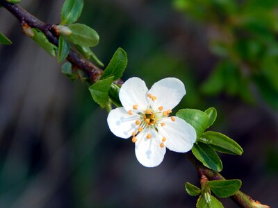 Flower spring white