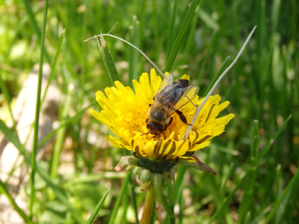 Spring plant insect