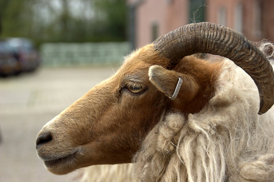 Sheep countryside Free photos