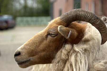Sheep countryside Free photos