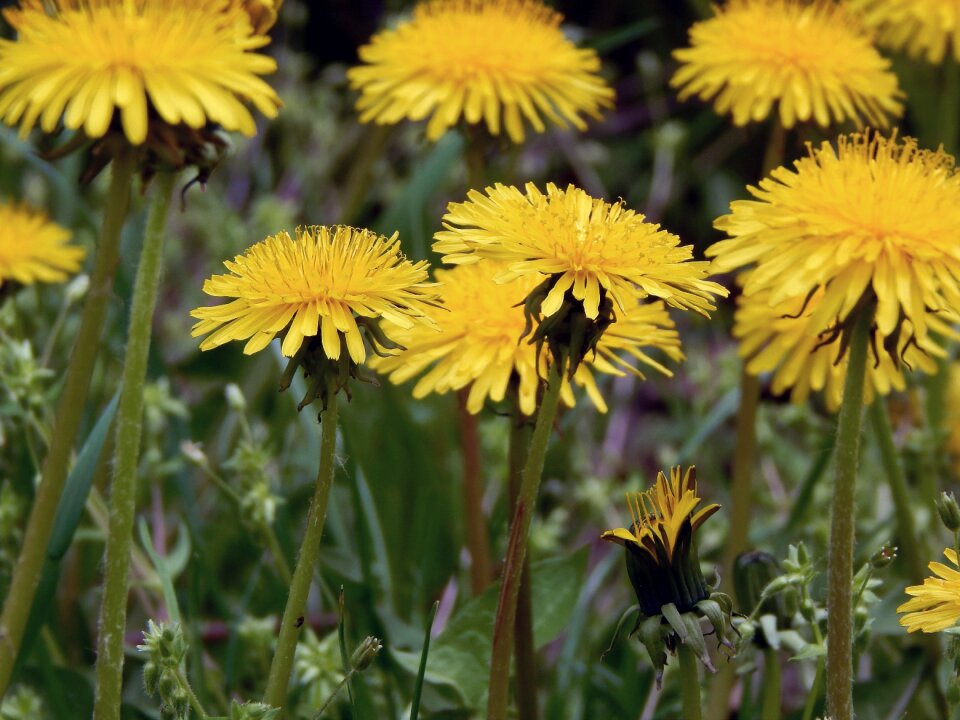 Flowers yellow green photo