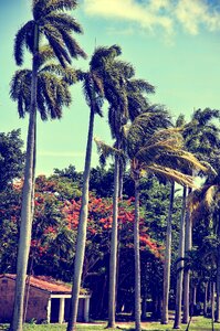 Miami palm trees sky photo
