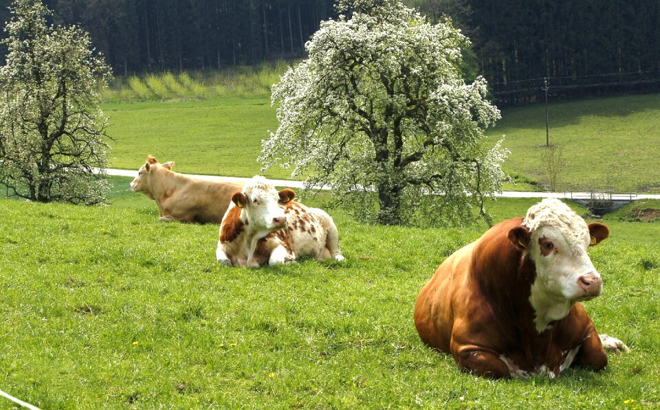 Spring agrobusiness cattle