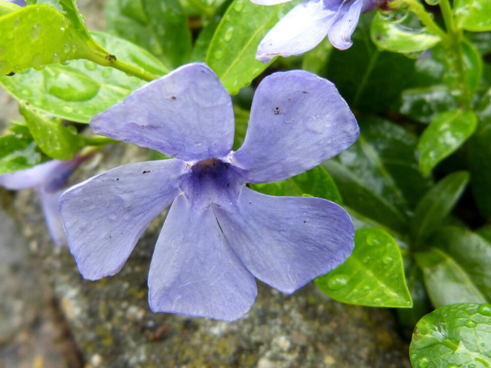 Blütenmeer bloom plant