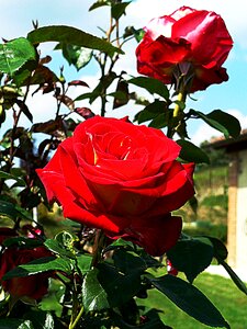 Red blossom bloom photo