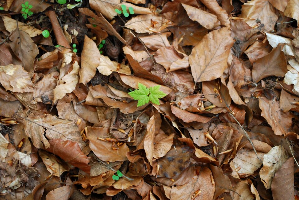 Leaves autumn forest floor photo