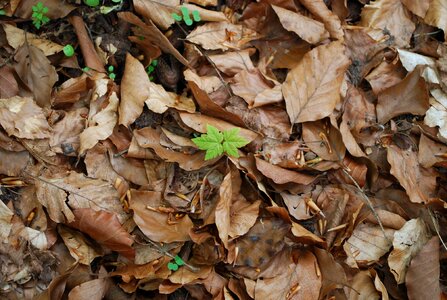 Leaves autumn forest floor