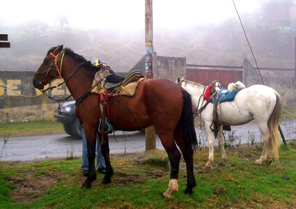 Farm animals mountains photo