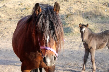 Foal mother animal photo