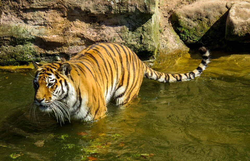 Dangerous zoo water