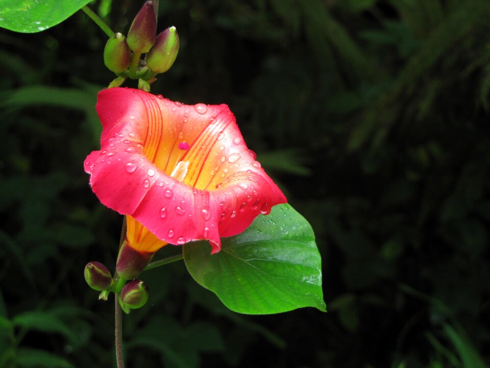 Floral plant colorful