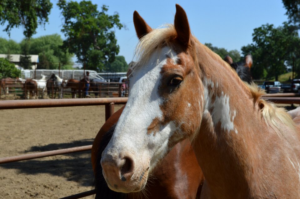 Rodeo stock face animal