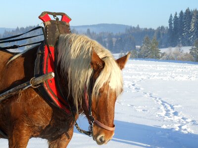 Animal tourism good looking