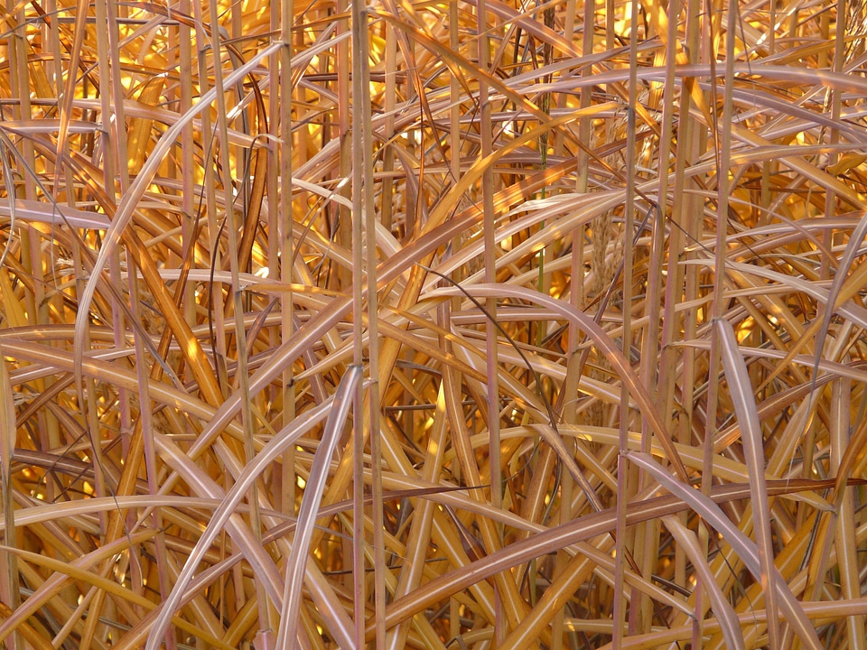Licorice poaceae silver spring